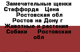 Замечательные щенки Стаффорда › Цена ­ 4 000 - Ростовская обл., Ростов-на-Дону г. Животные и растения » Собаки   . Ростовская обл.